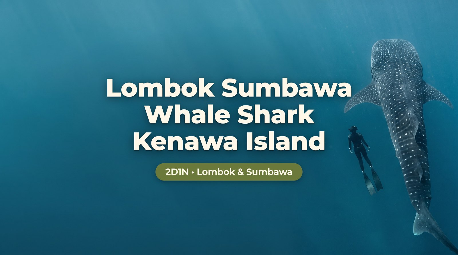 Lombok Sumbawa Whale Shark Kenawa Island